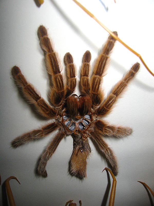 Ventral view of a tarantula exuvium showing the book lungs and epigastric furrow