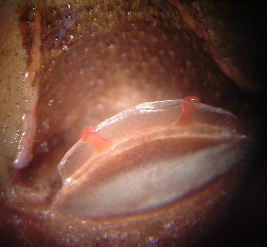 Grammostola rosea spermathecae, fused arch shape