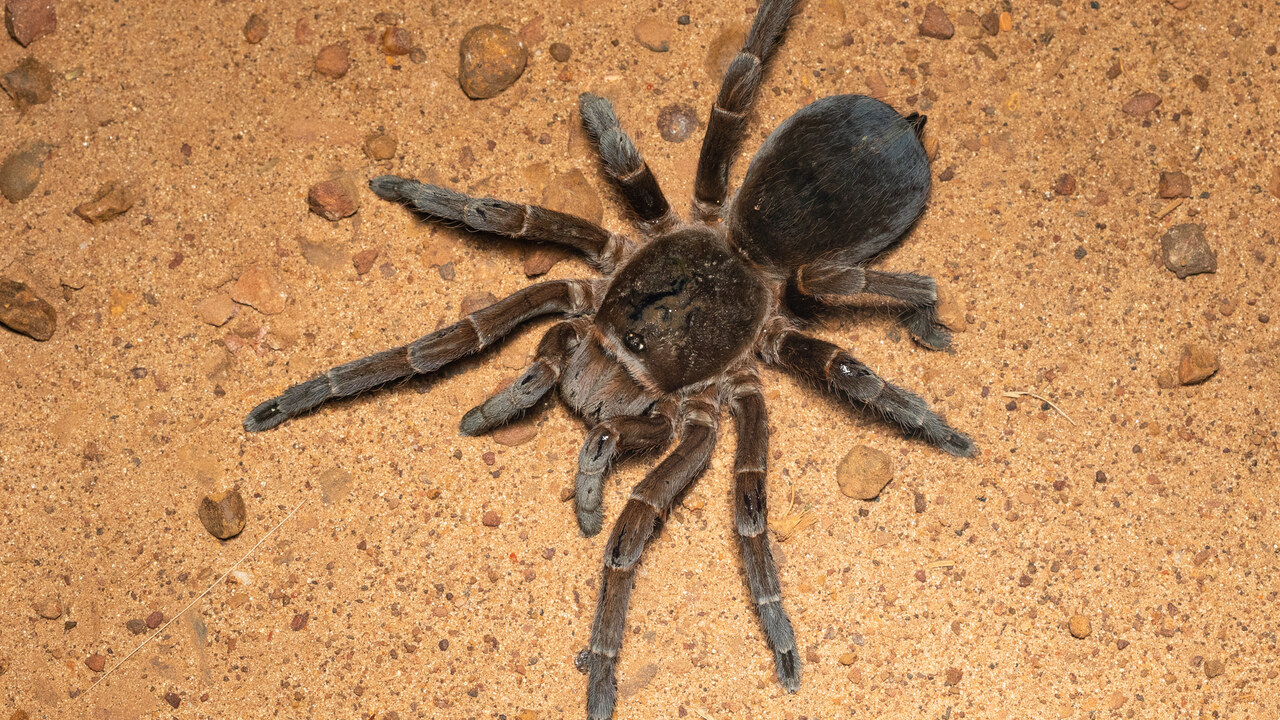 Acanthoscurria cordubensis