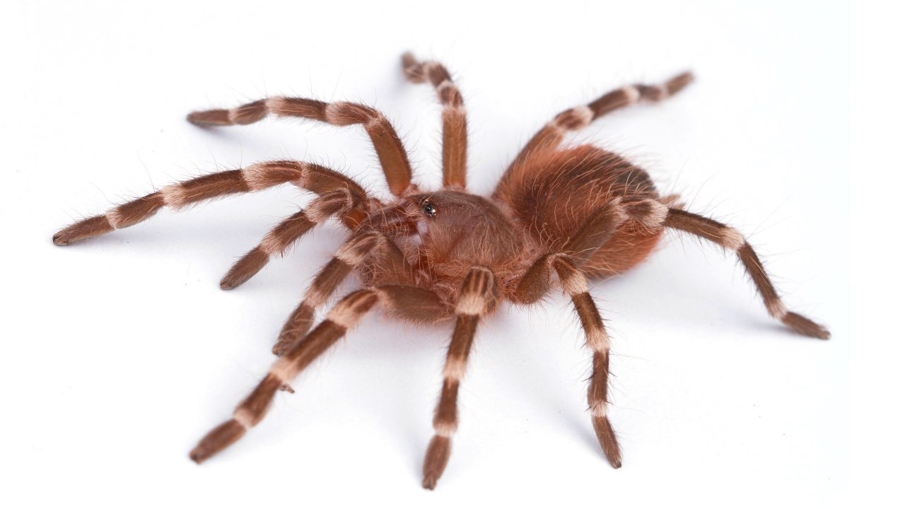 Acanthoscurria geniculata