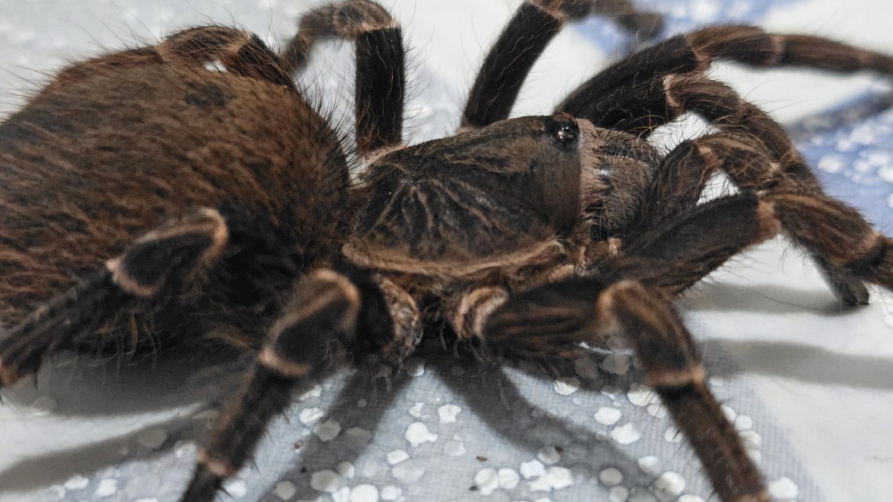 Acanthoscurria insubtilis
