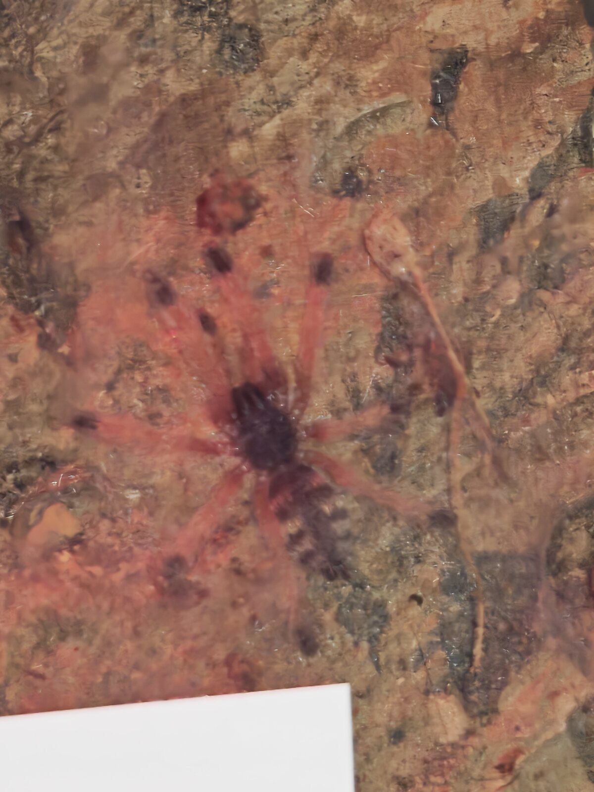 Amazonius germani