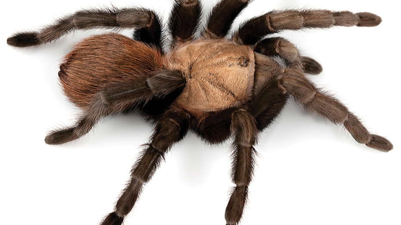Aphonopelma anax