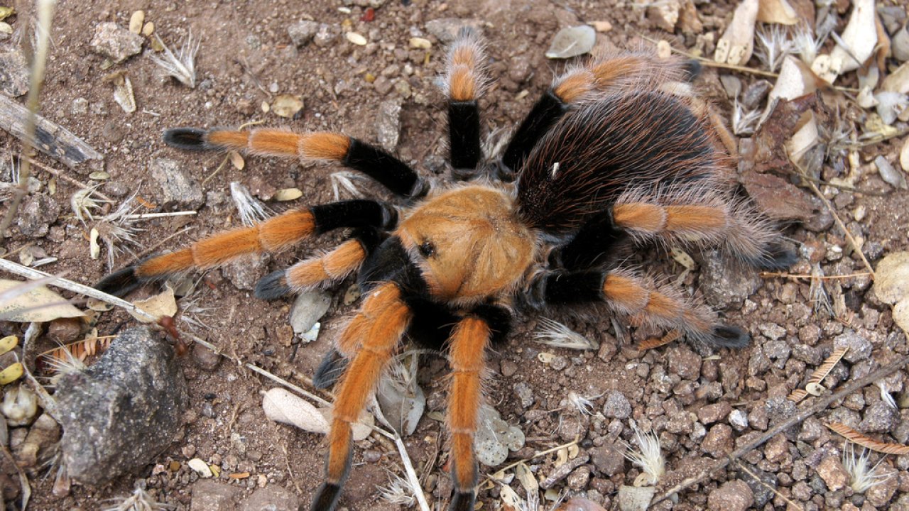Aphonopelma bicoloratum