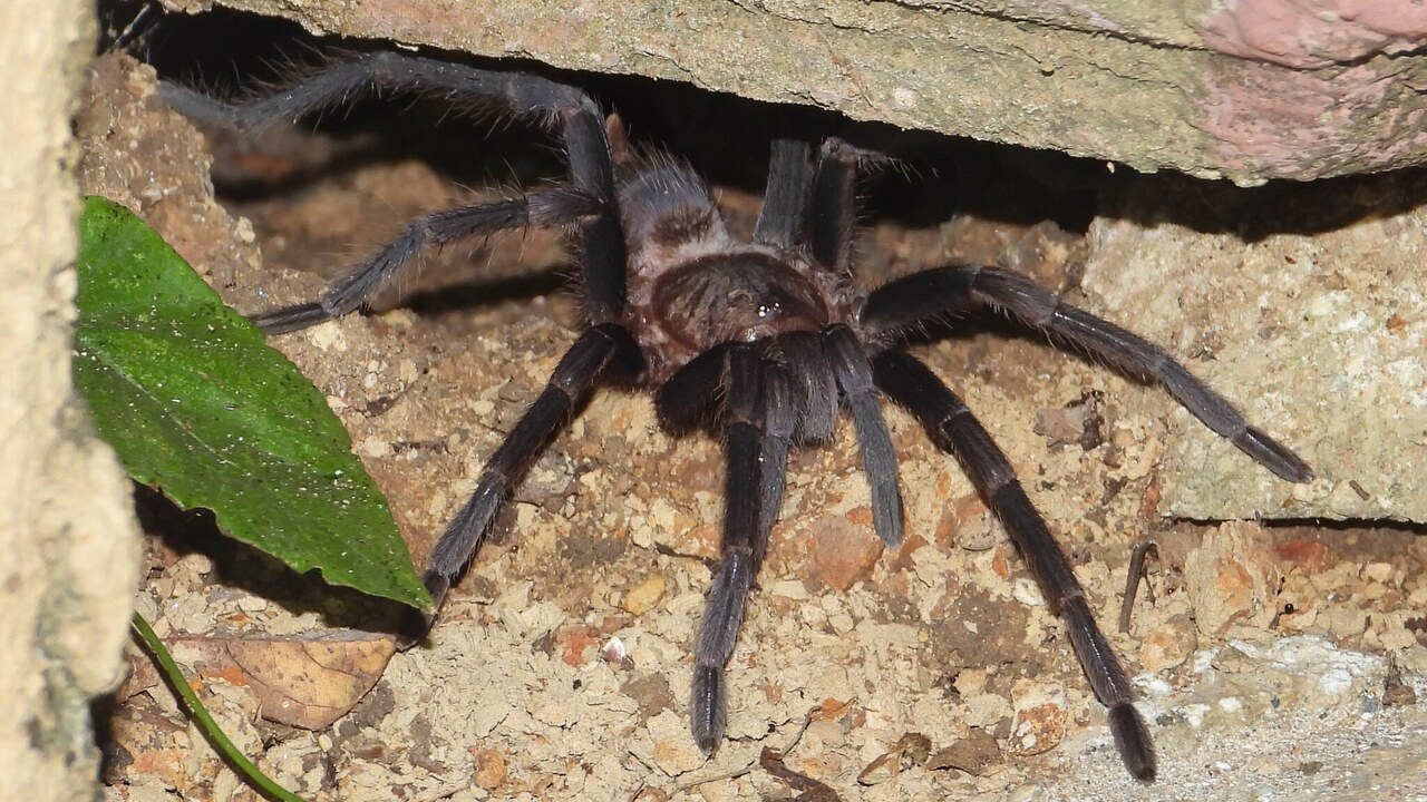Aphonopelma crinirufum