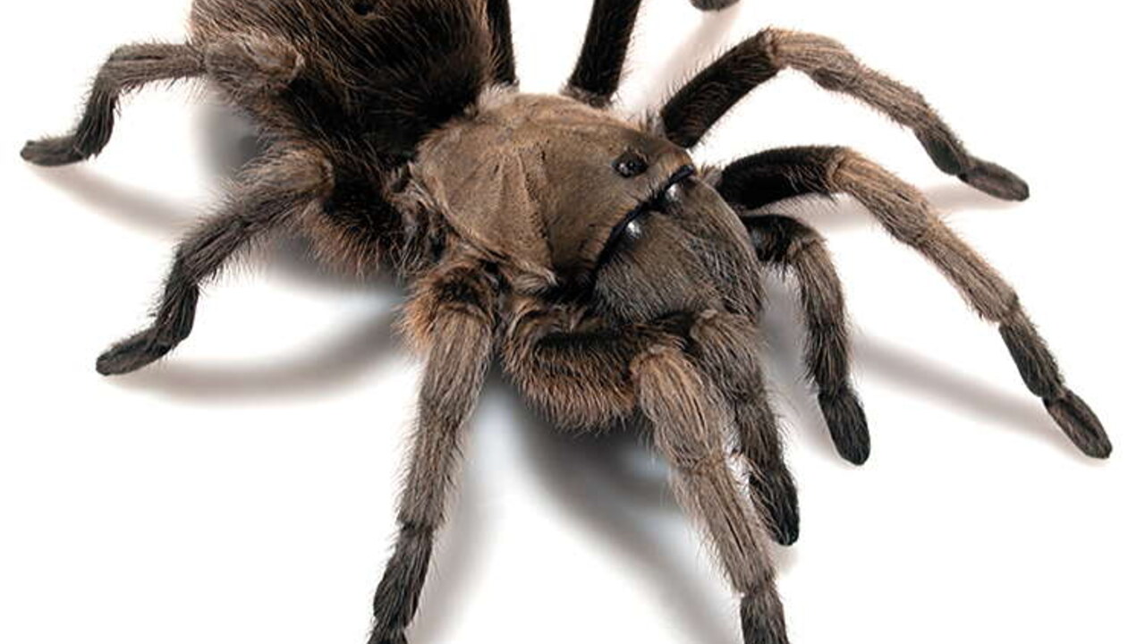 Aphonopelma gabeli