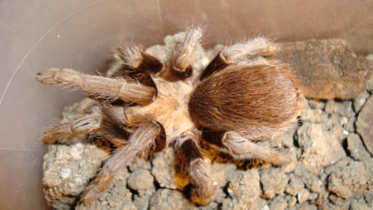 Aphonopelma hentzi