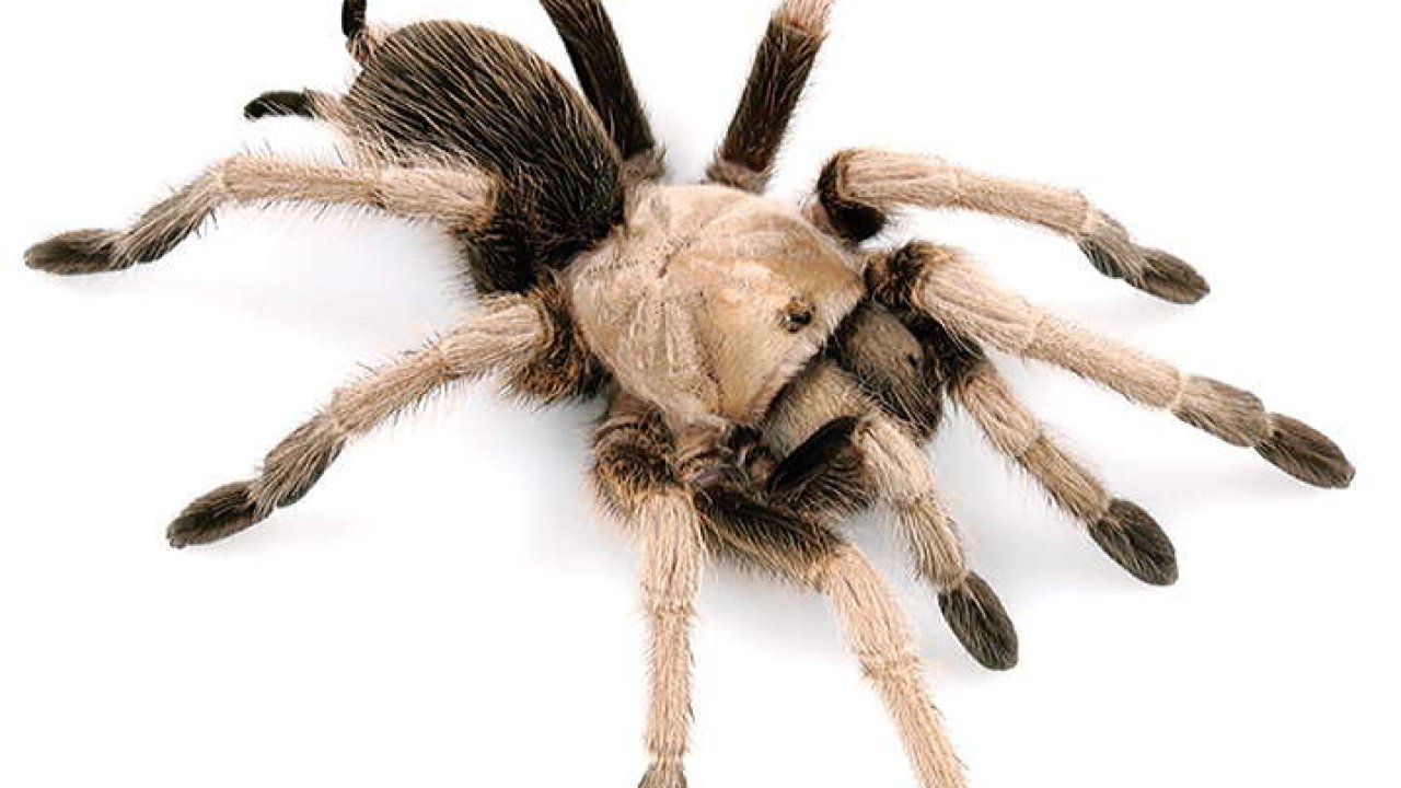 Aphonopelma iodius