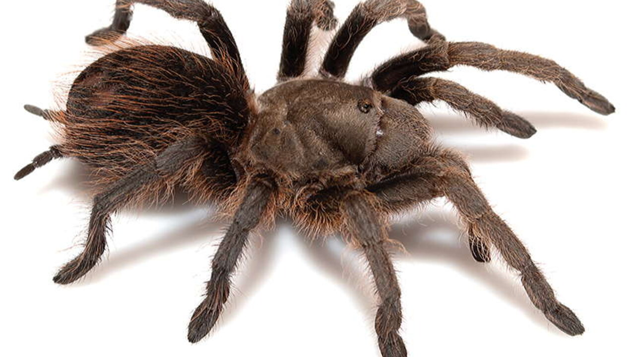 Aphonopelma madera tarantula