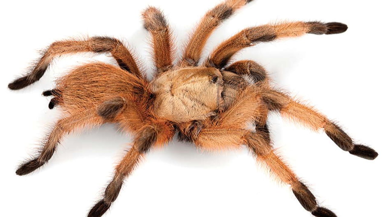 Aphonopelma moderatum