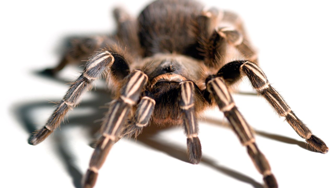 Aphonopelma seemanni