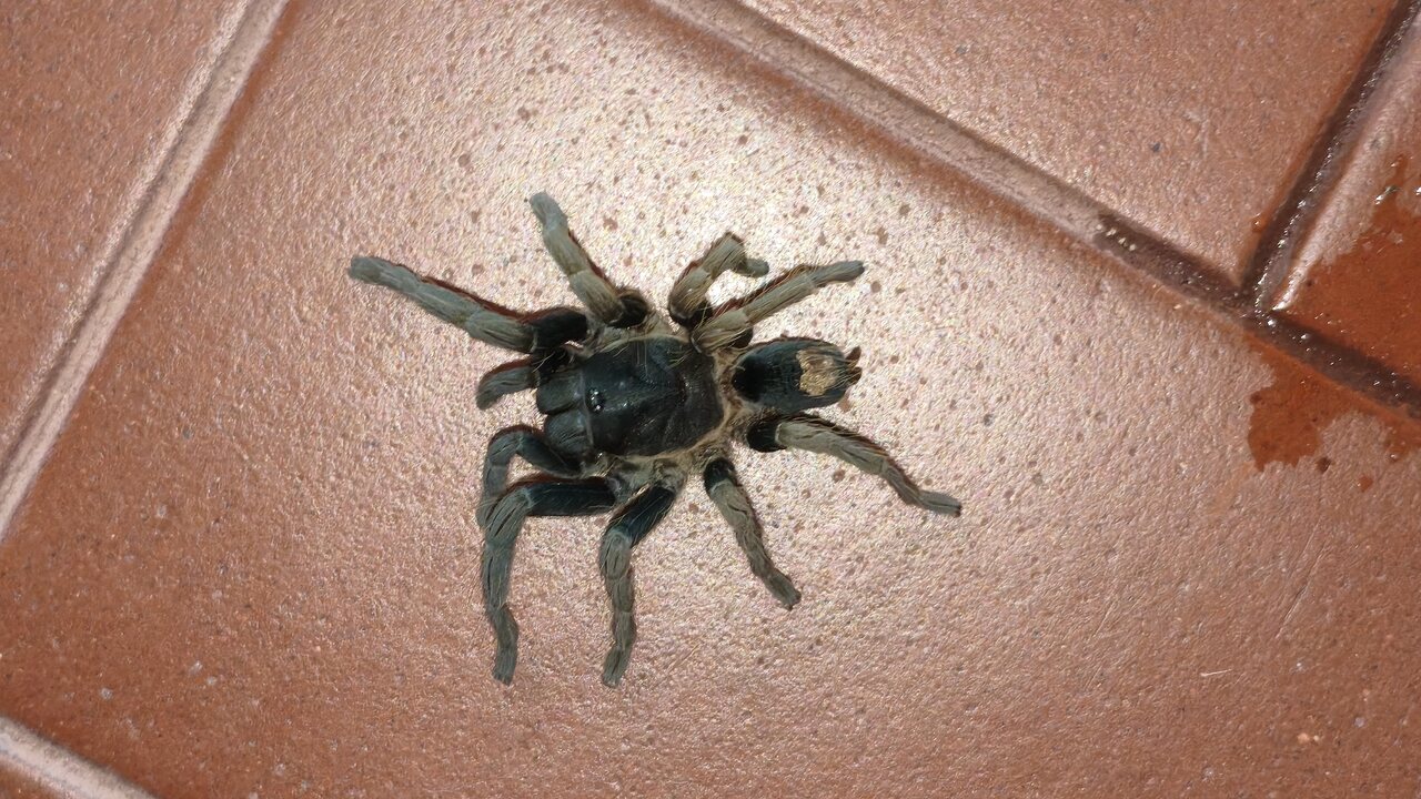 Cyriocosmus aueri