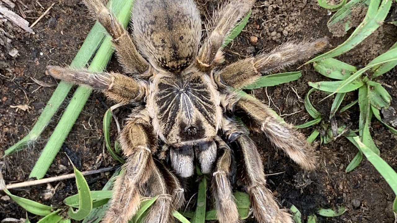 Augacephalus ezendami