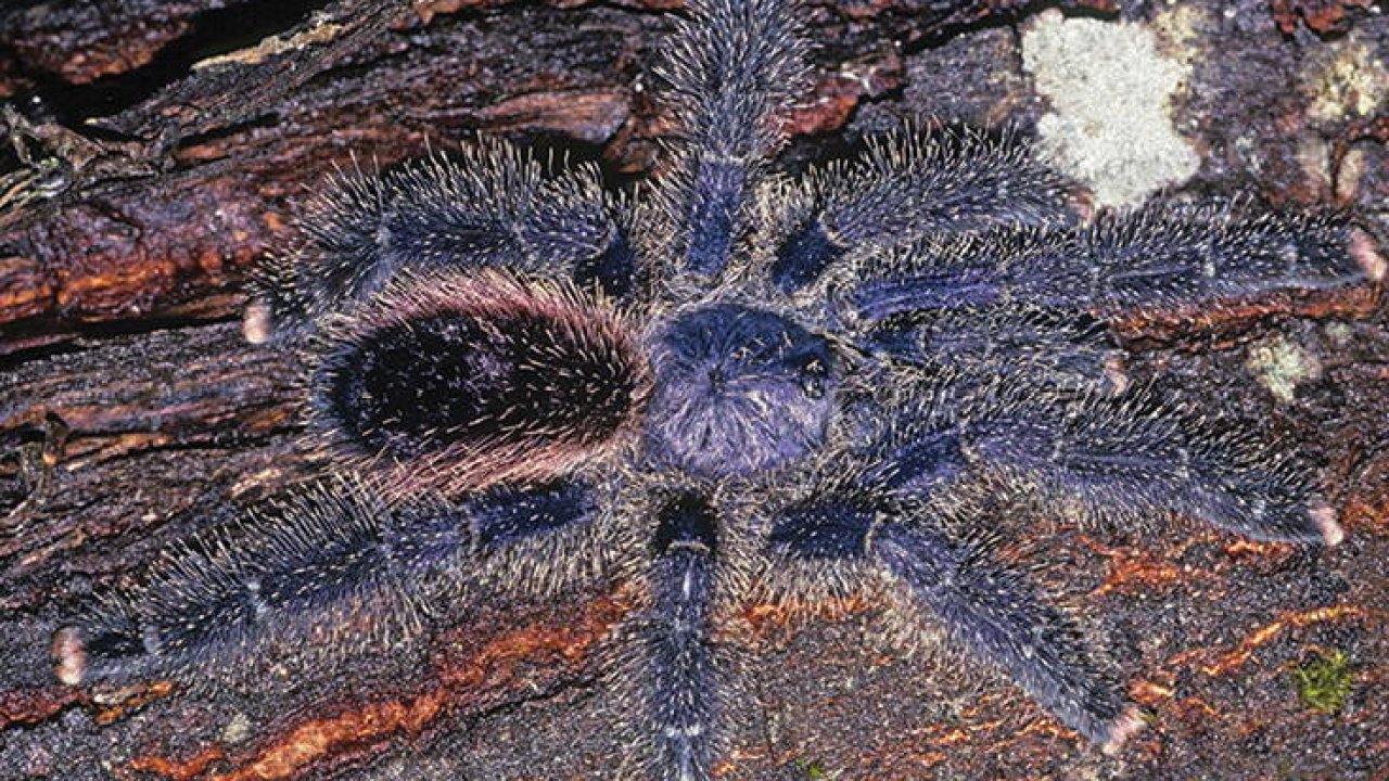 Avicularia juruensis