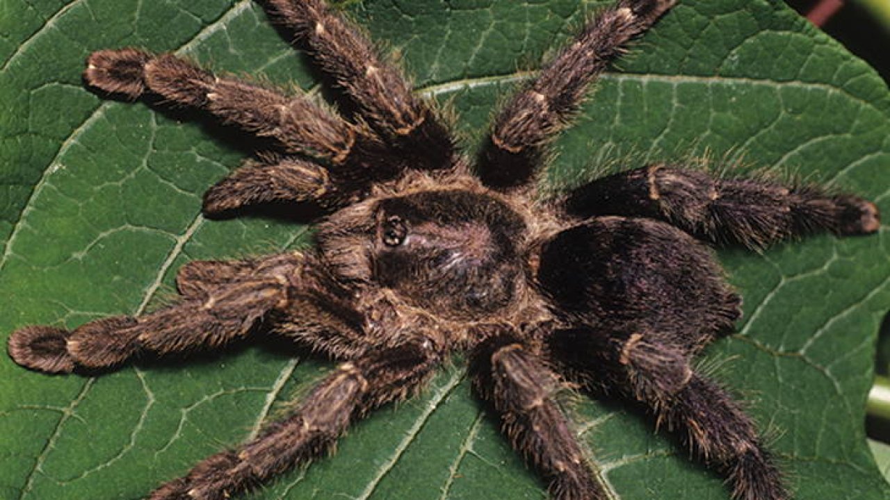 Avicularia purpurea