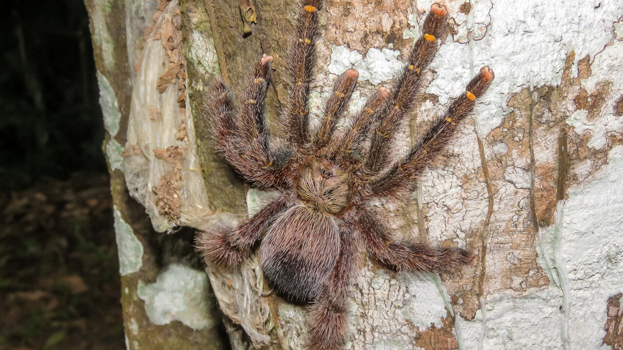 Avicularia rufa
