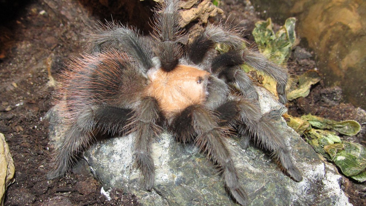 Brachypelma albiceps