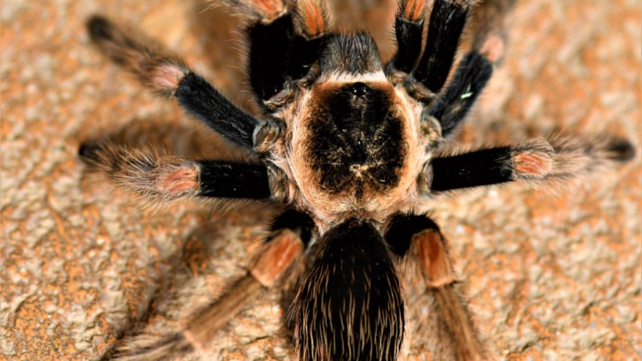 Brachypelma baumgarteni