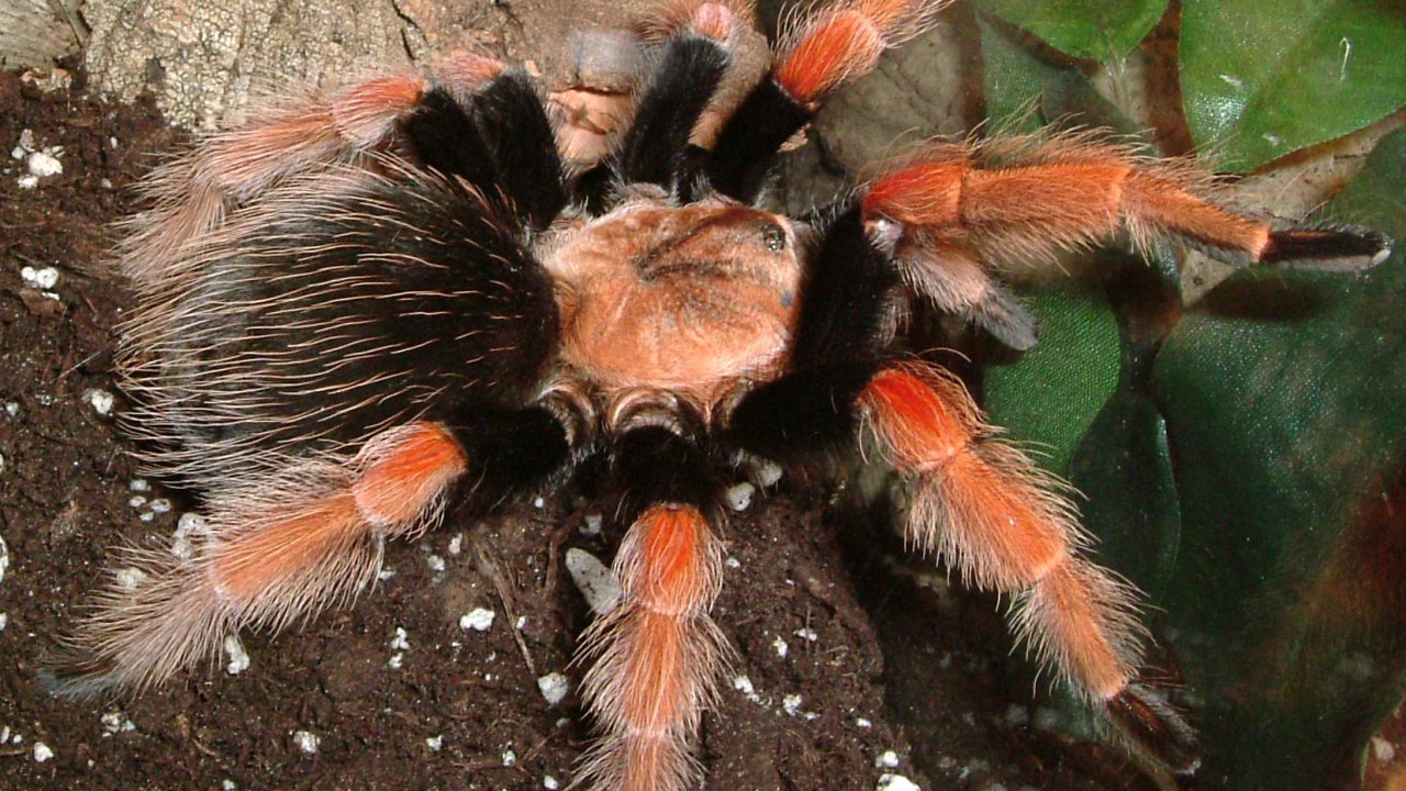 Brachypelma boehmei