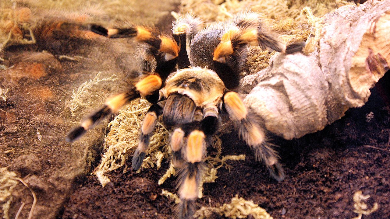 Brachypelma smithi