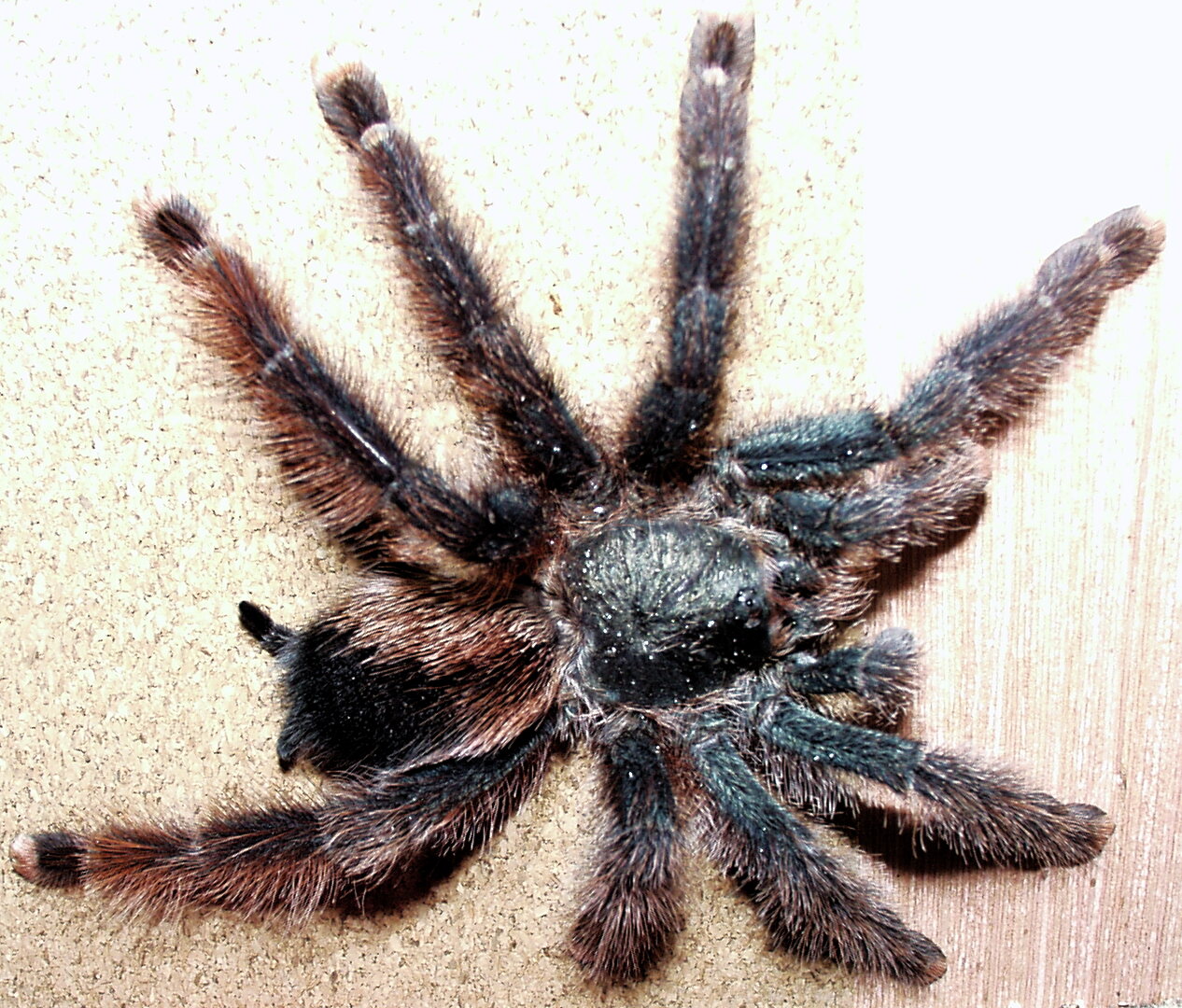 Avicularia braunshauseni