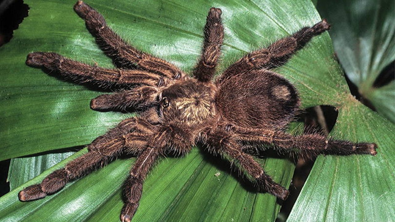 Caribena laeta
