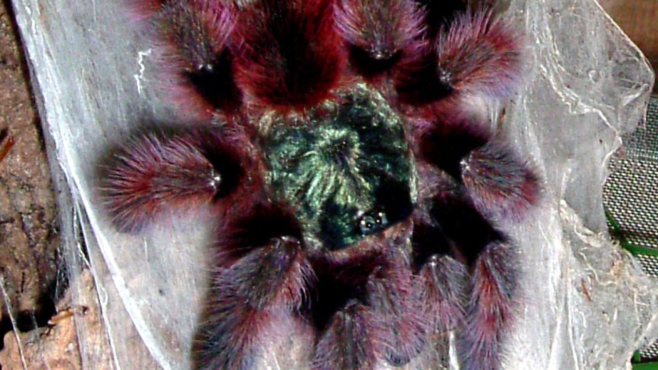 Caribena versicolor
