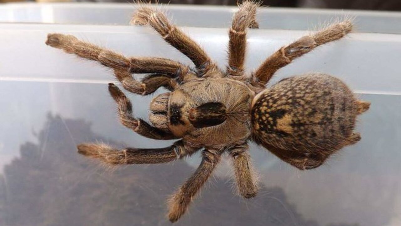 Ceratogyrus brachycephalus