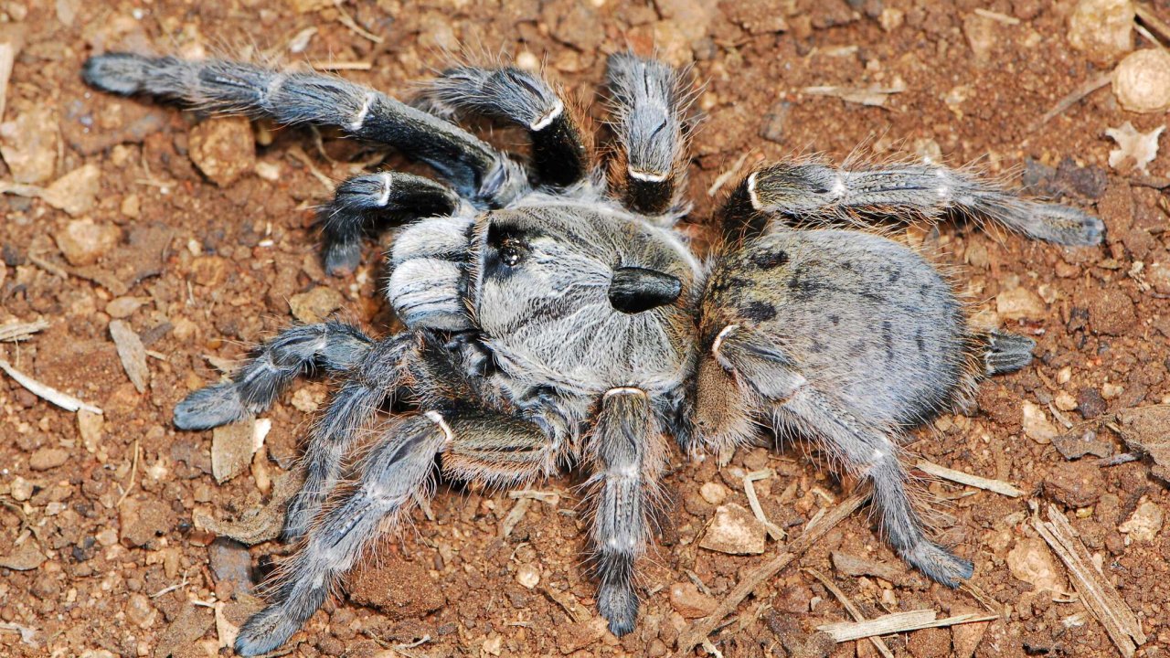 Ceratogyrus darlingi