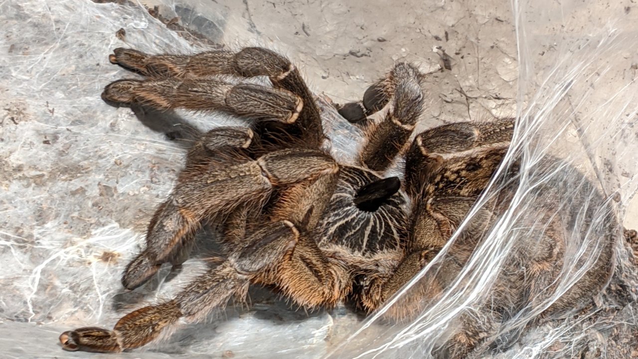 Ceratogyrus marshalli