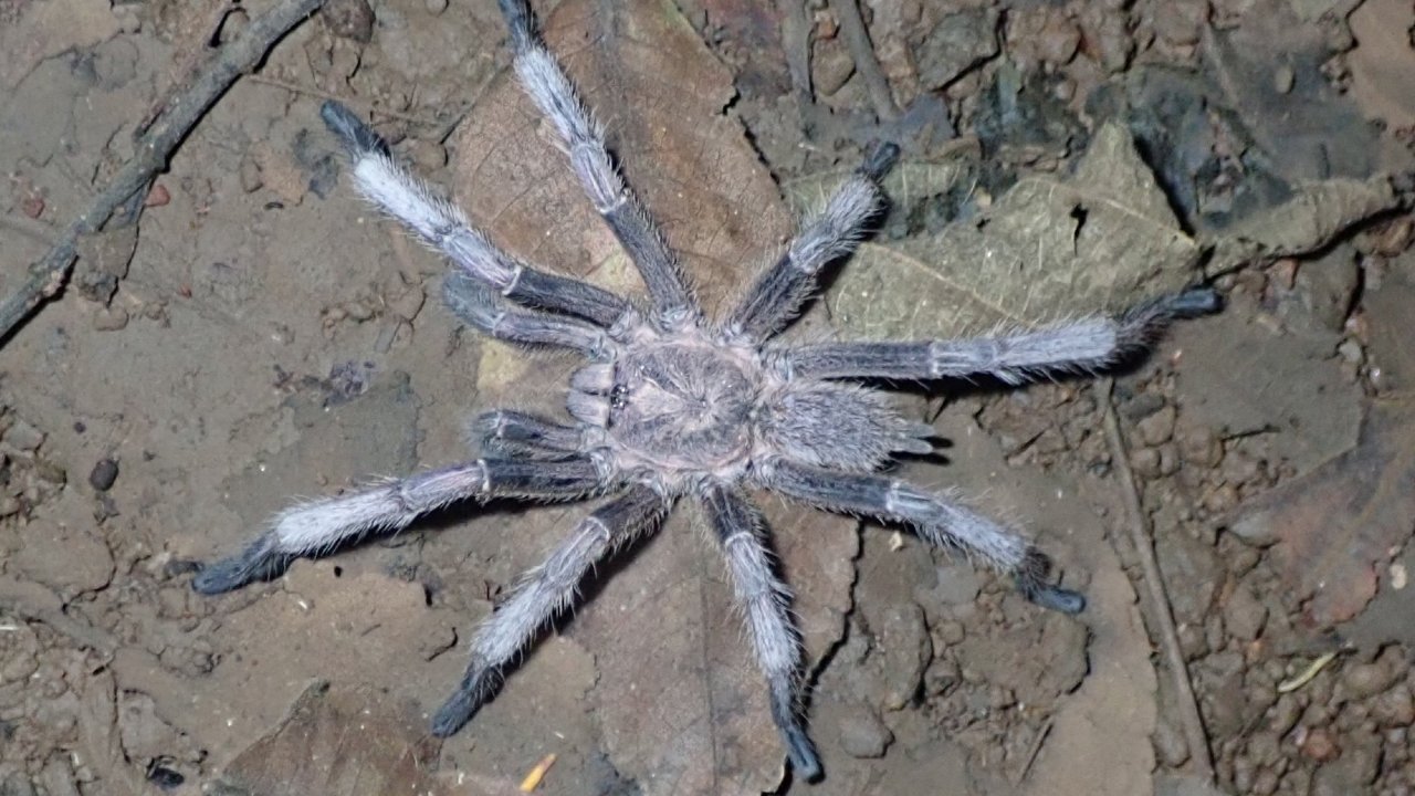 Chilobrachys dyscolus