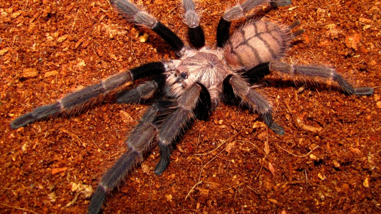 Chilobrachys fimbriatus