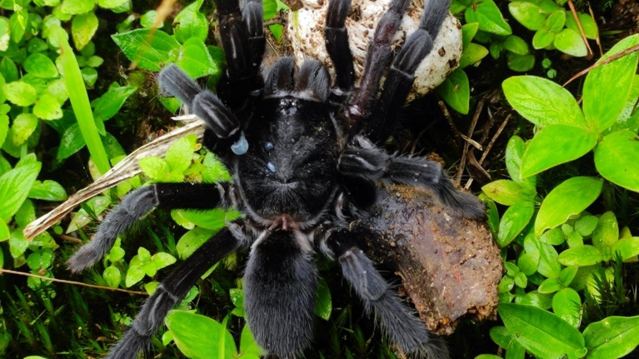 Chilobrachys fumosus