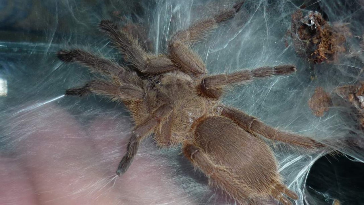Chilobrachys huahini