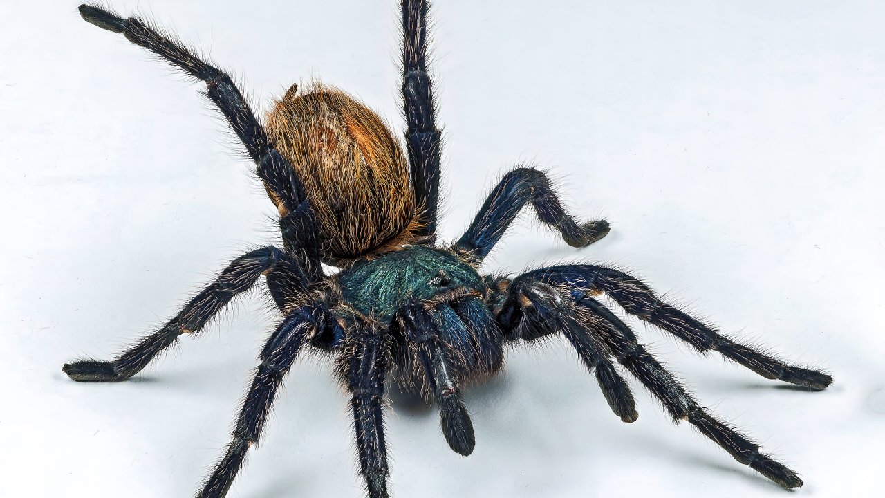 Chromatopelma cyaneopubescens