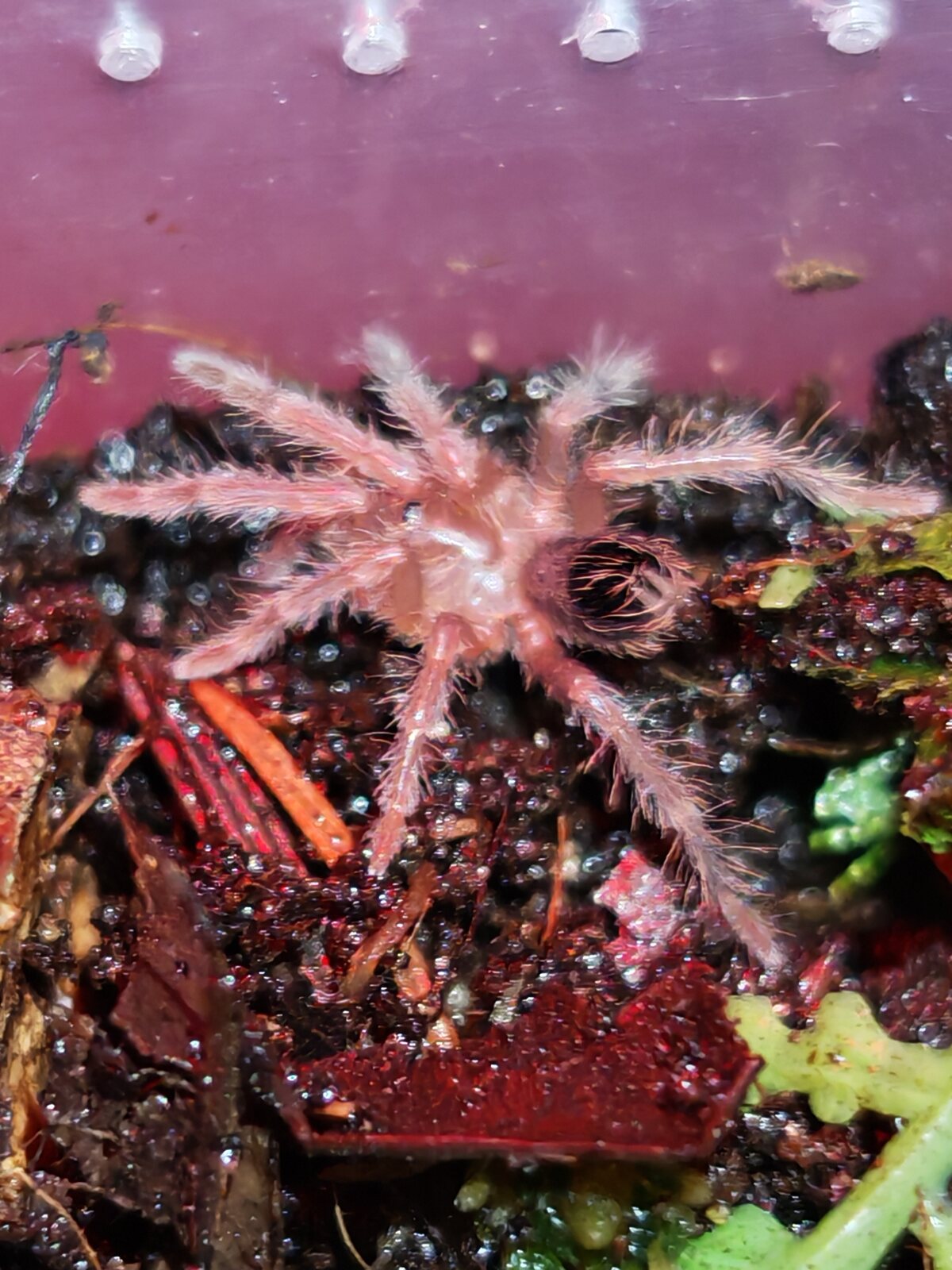 Citharacanthus cyaneus