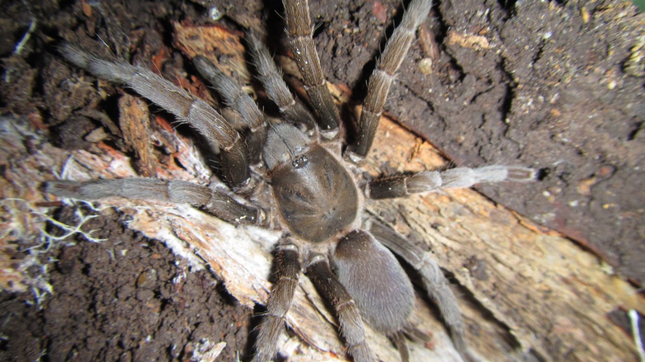 Coremiocnemis tropix
