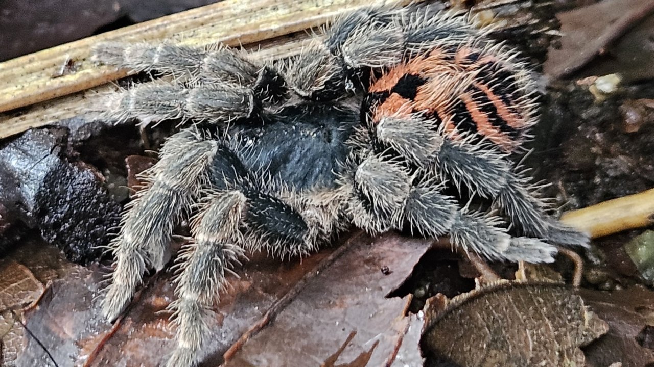 Davus fasciatus