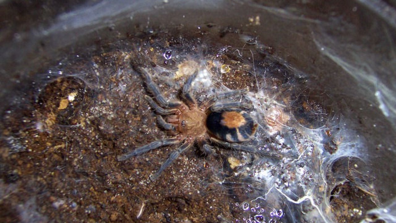 Cyriocosmus perezmilesi