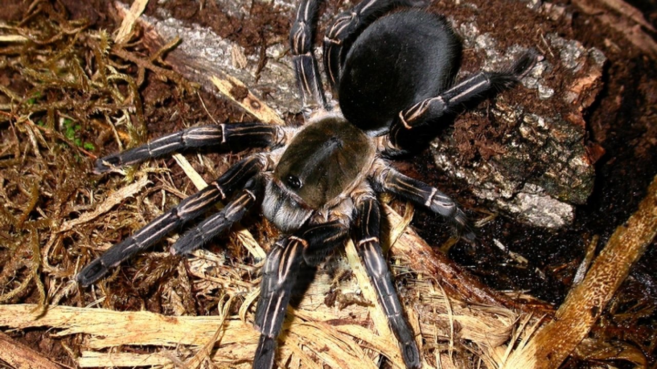 Melopoeus albostriatus
