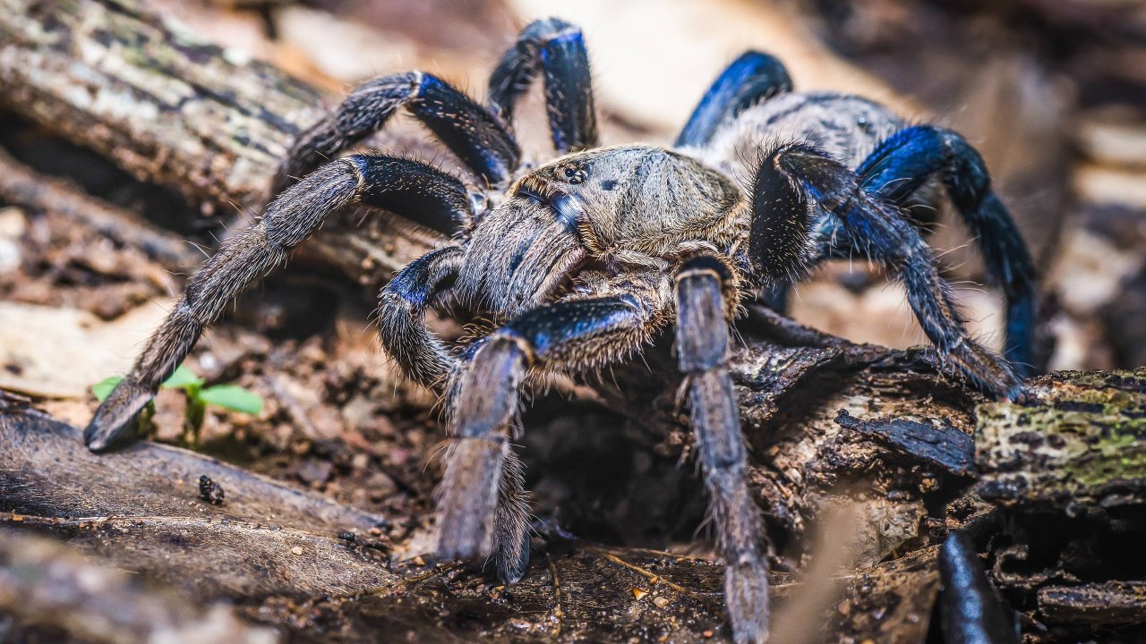Melopoeus lividus