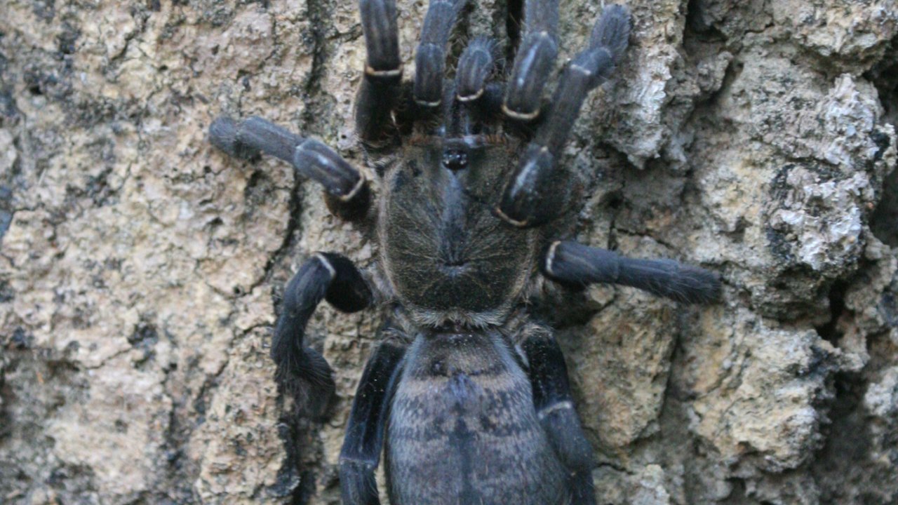 Melopoeus longipes