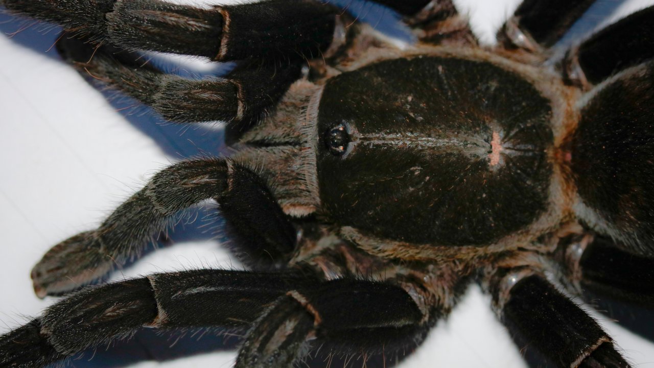 Melopoeus minax