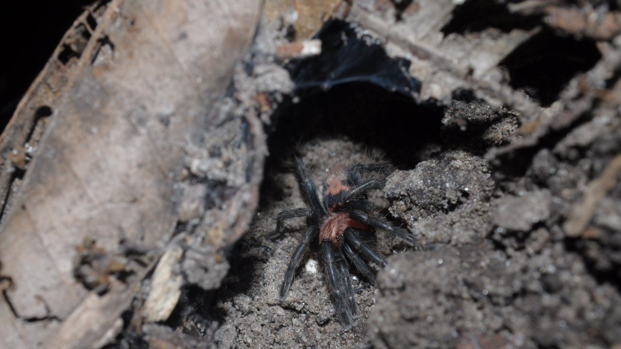 Davus pentaloris