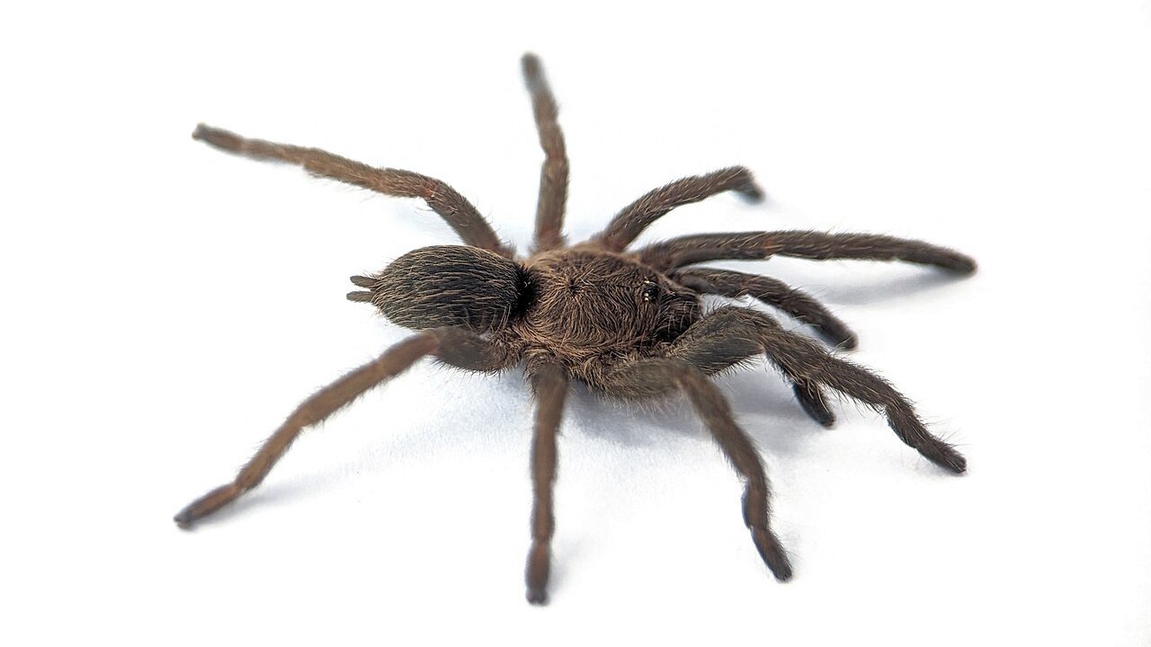 Dolichothele exilis