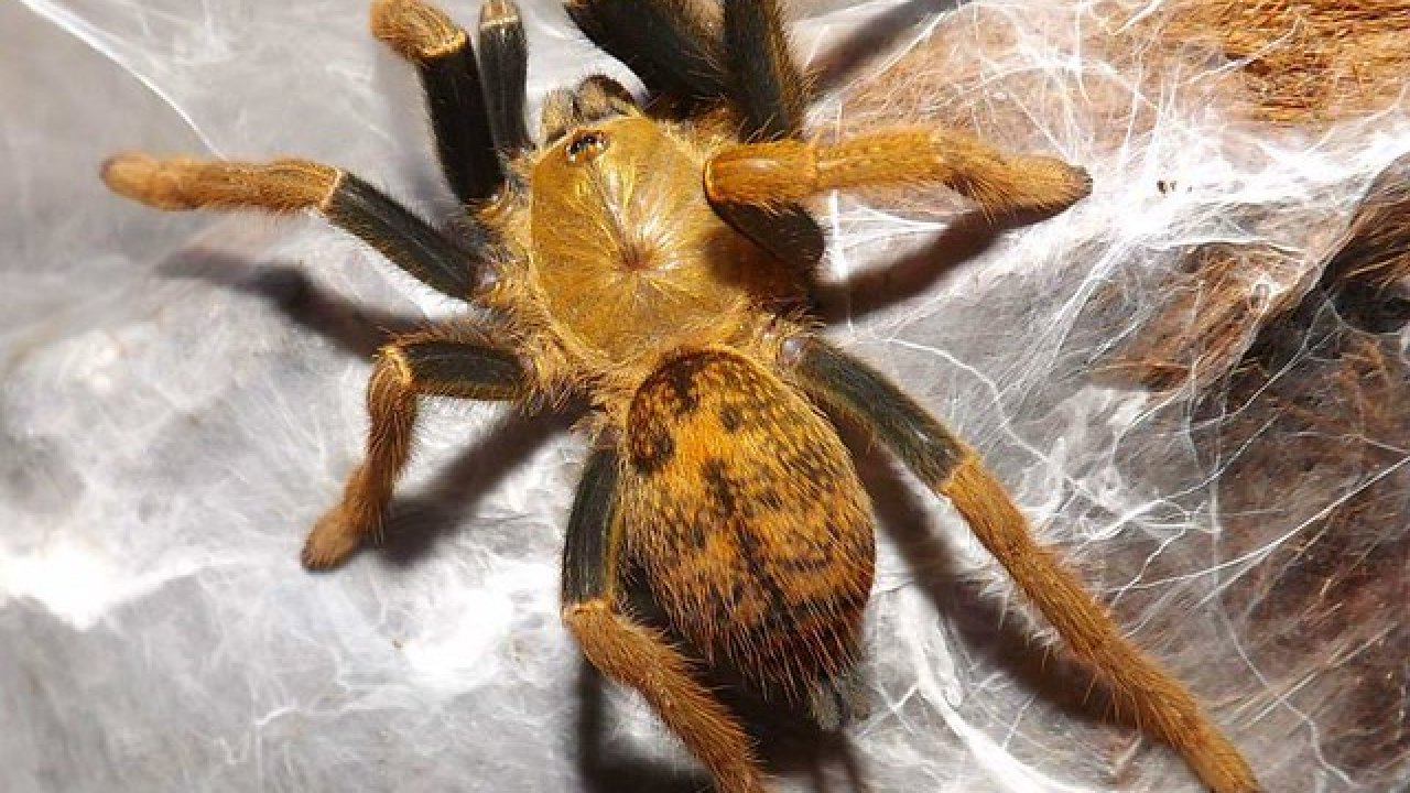Encyocratella olivacea