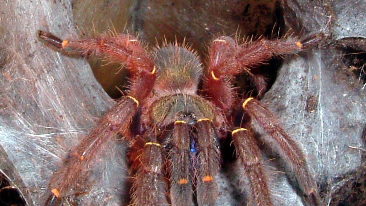 Ephebopus cyanognathus