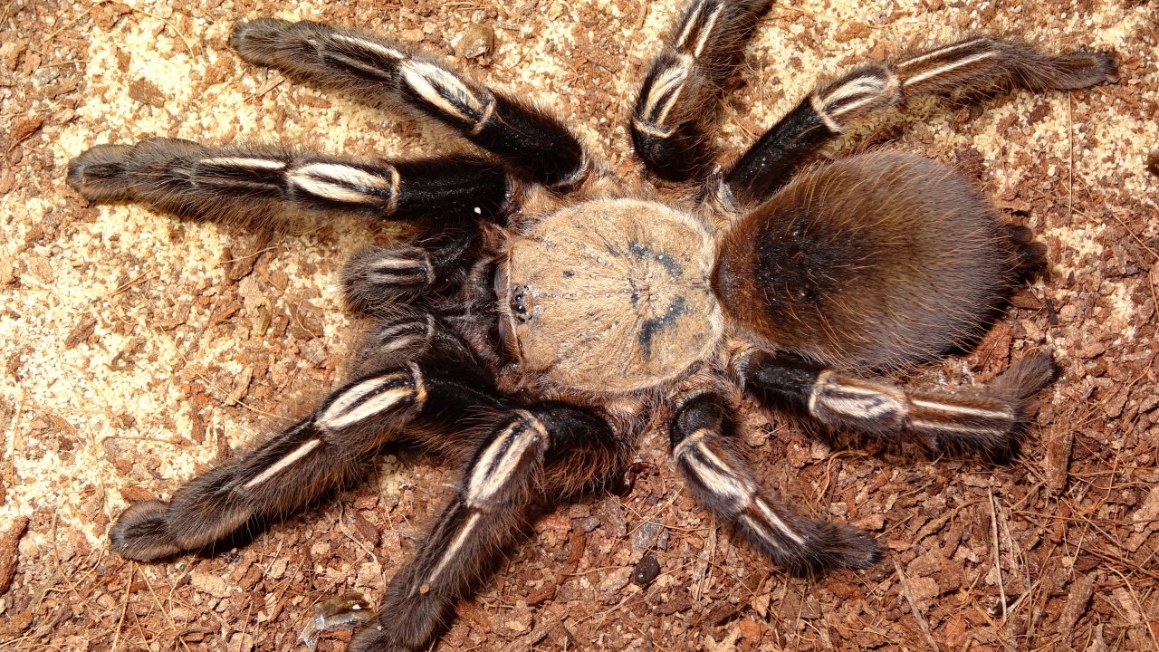 Ephebopus murinus