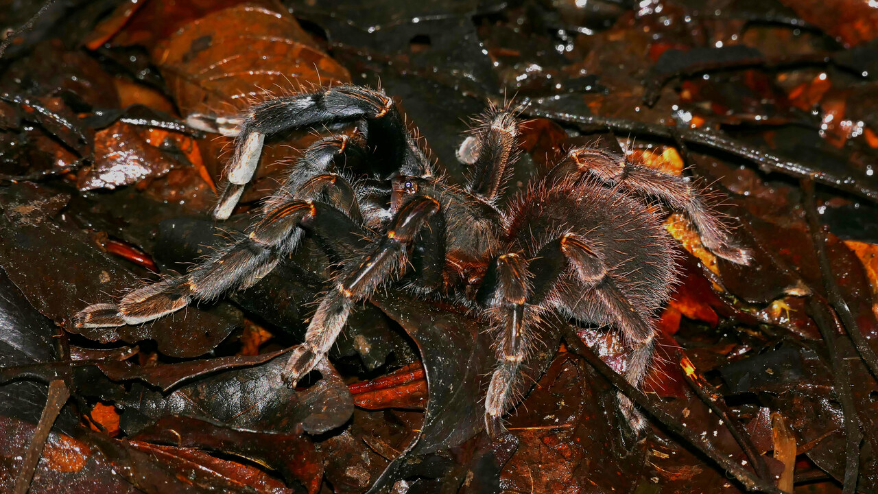 Ephebopus rufescens