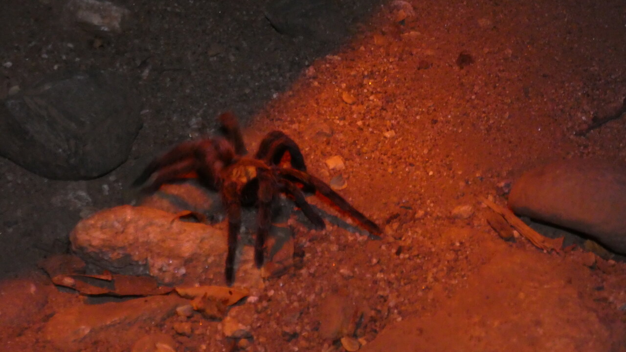 Euathlus manicatus black